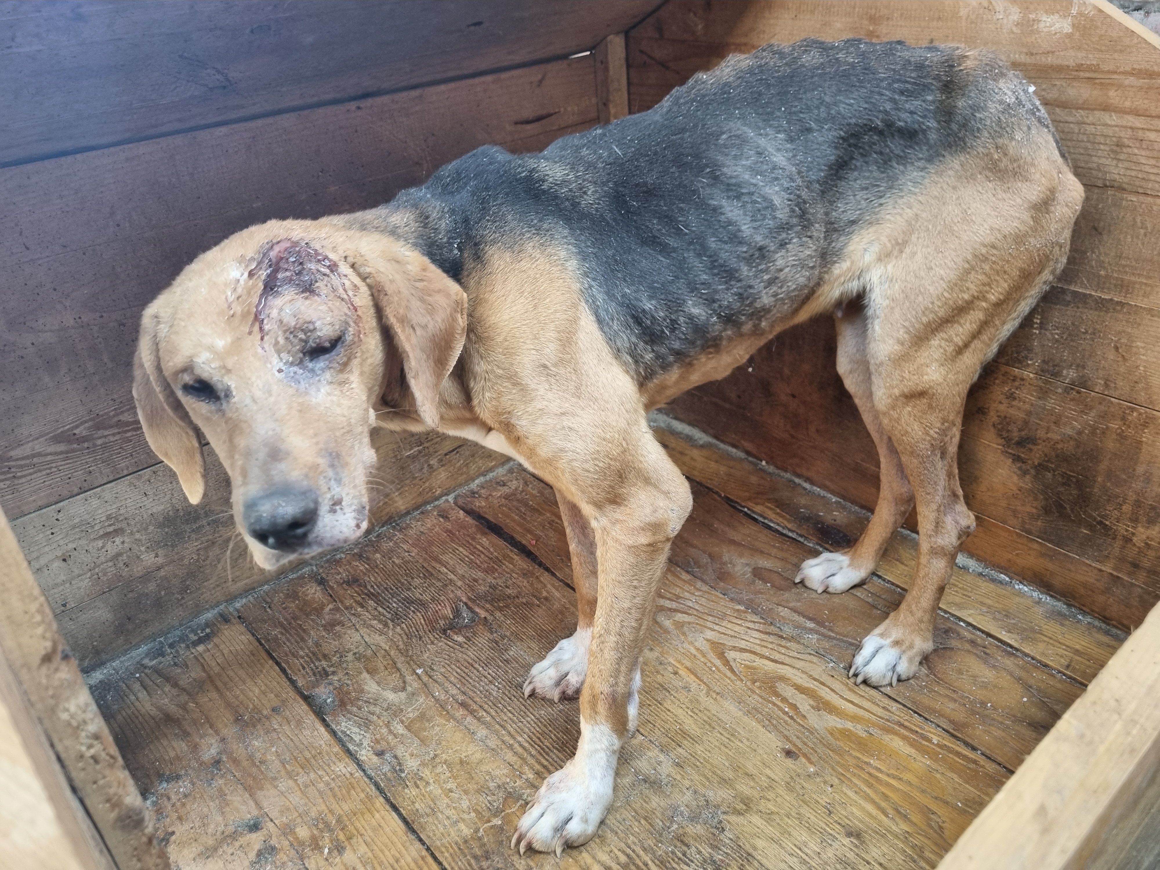 მეტისი. დუშეთი