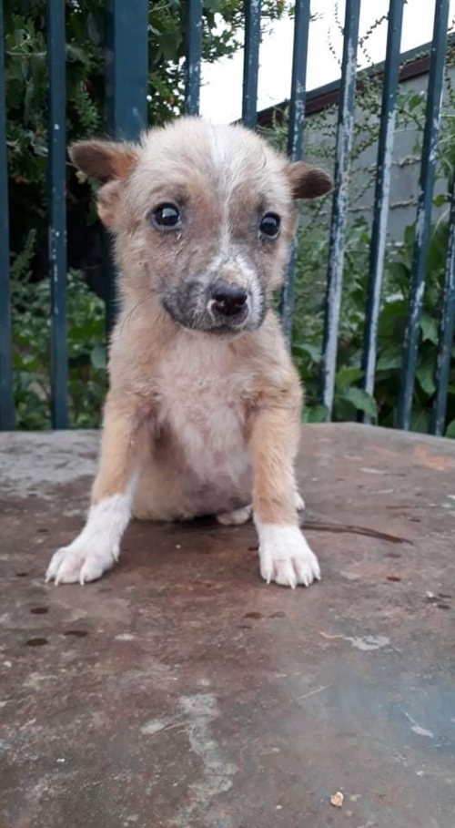 მეტისი უსახელო