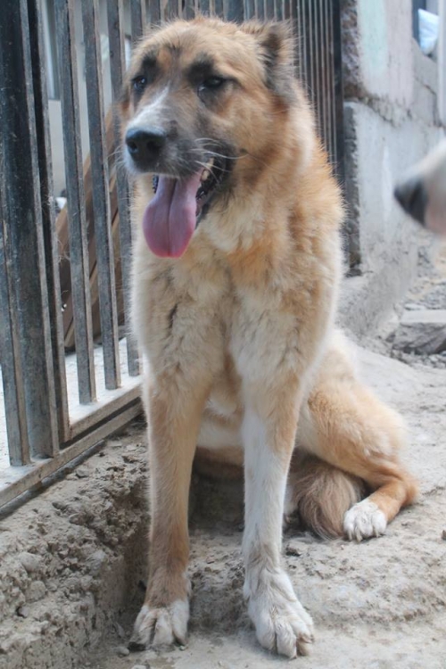 მეტისი ალფა