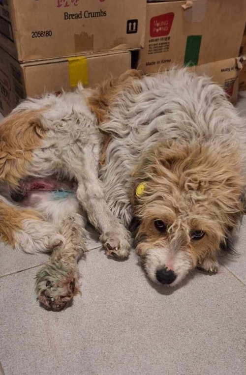 ბალონკა ნახალოვკა გვაზაურის11