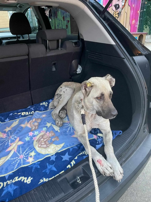 ქართული ქოფაკი საბაჟო