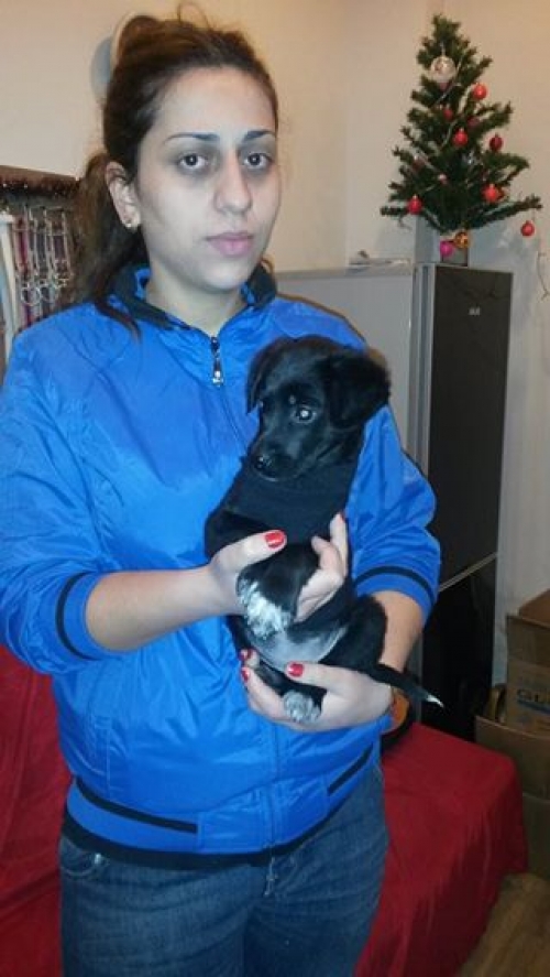 მეტისი უსახელო