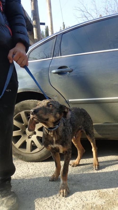 მეტისი უსახელო