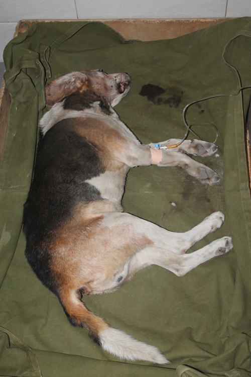 მეტისი უსახელო