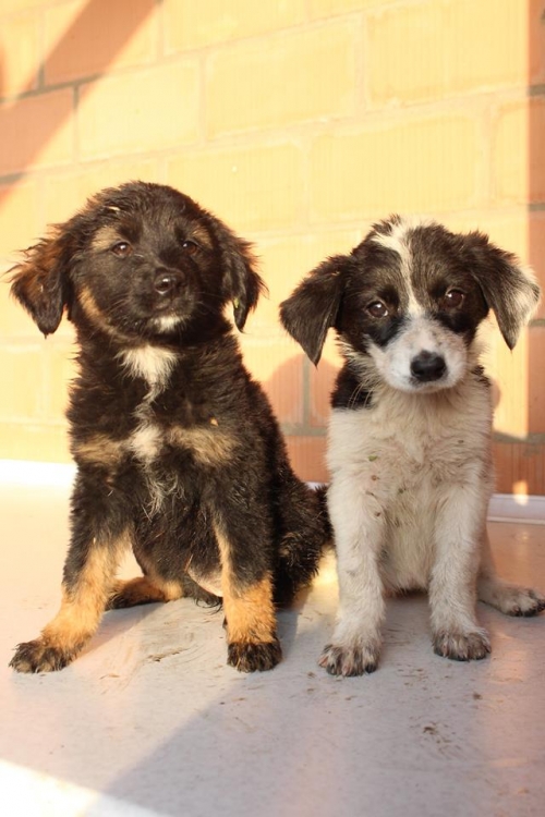 მეტისი უსახელო