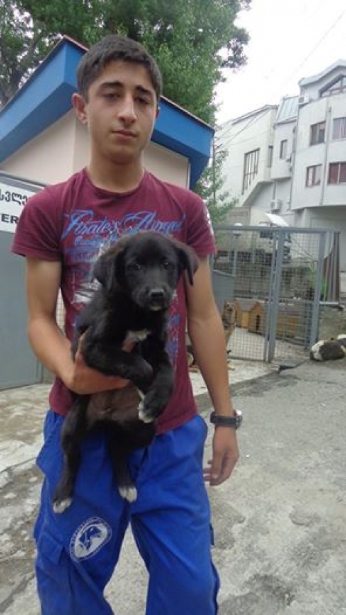 მეტისის ლეკვები უსახელოები