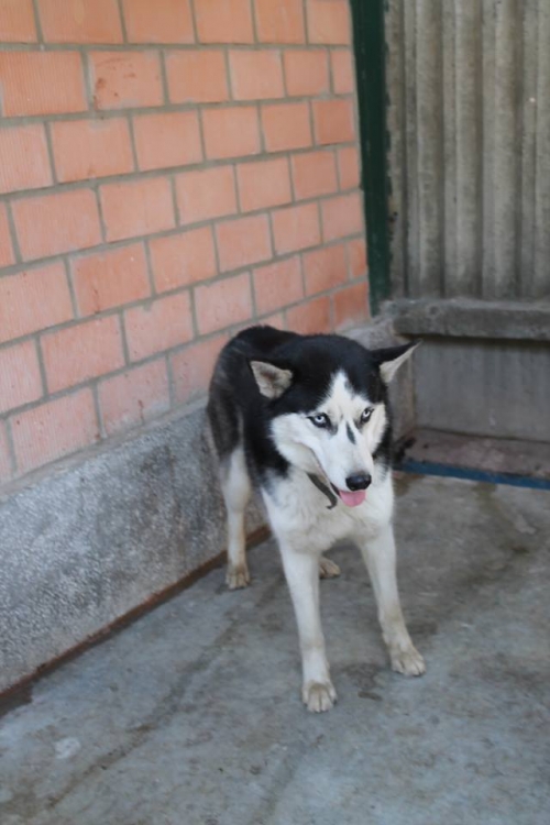 ლაიკა უსახელო