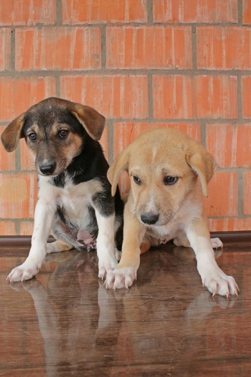 მეტისის ლეკვები ლალა და დიქსი