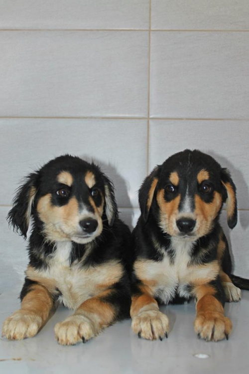 გონჩის მეტისი რინგი და ლეონი.