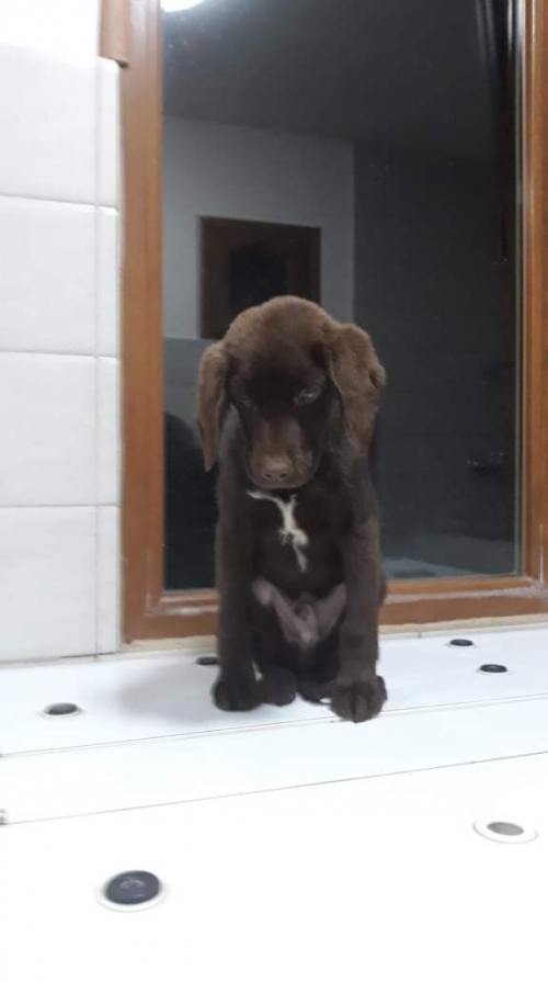 მეტისი უსახელო