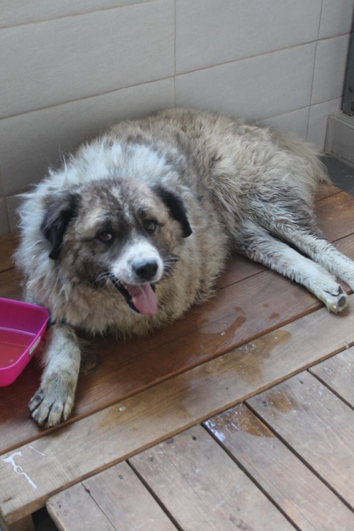 ქართული ქოფაკი უსახელო