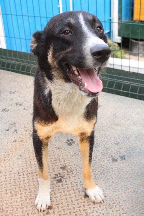 მეტისი უსახელო