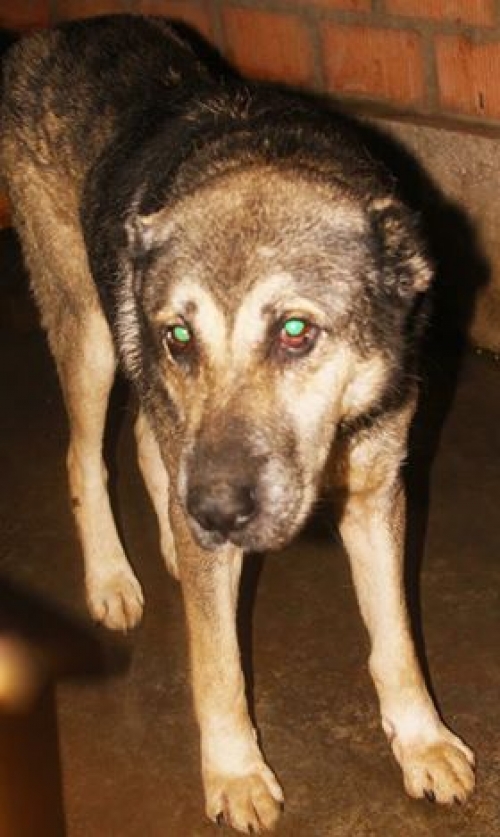 ქართული ნაგაზი უსახელო