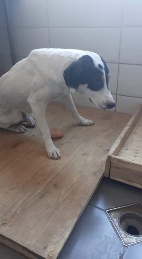 მეტისი თეთრა