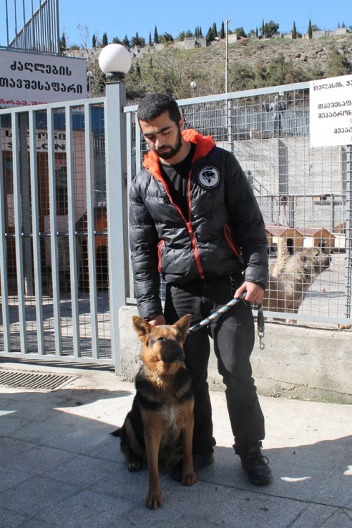 გერმანული ნაგაზი უსახელო