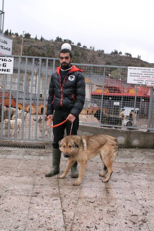 მეტისი უსახელო