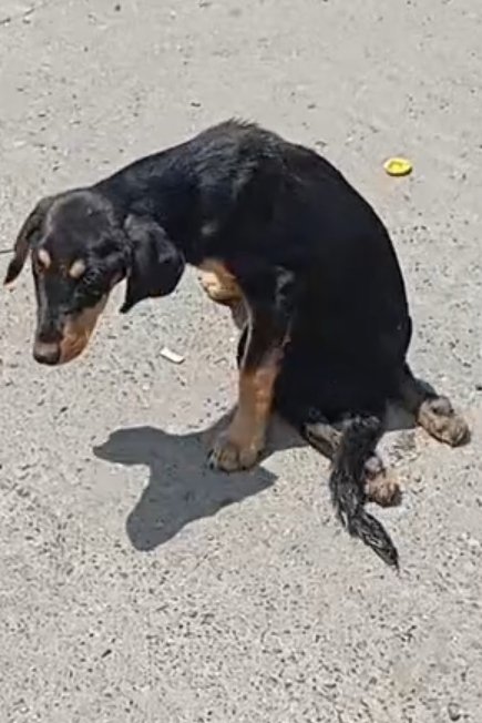 მეტისი. თერჯოლა, საზანო