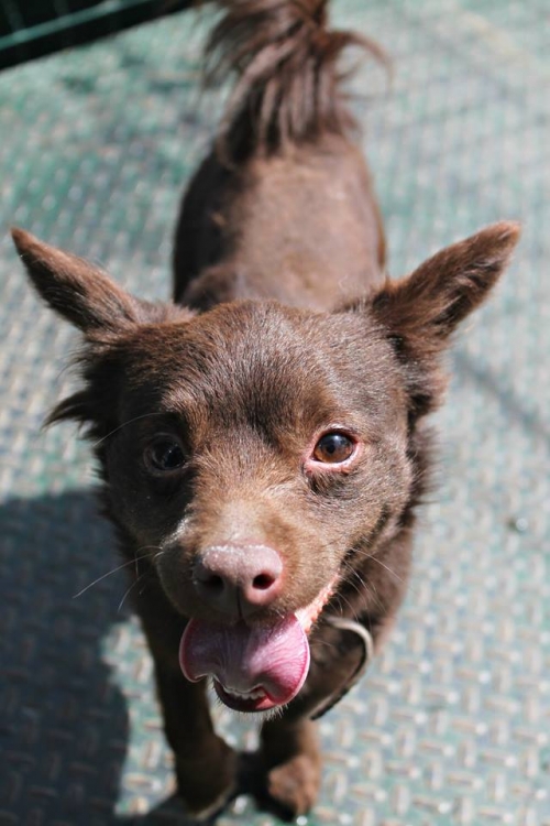 მეტისი უსახელო