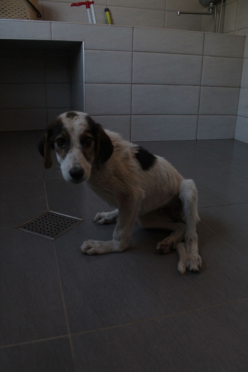 მეტისი უსახელო