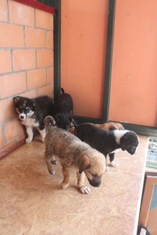 მეტისის ლეკვები უსახელო