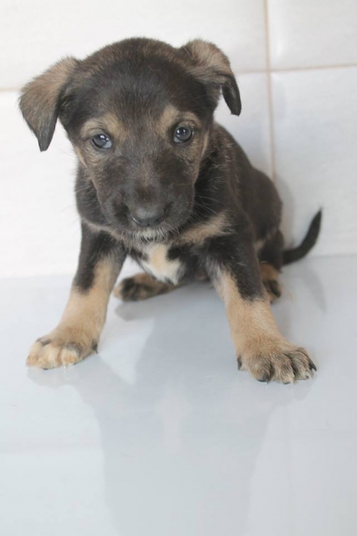 მეტისი უსახელო