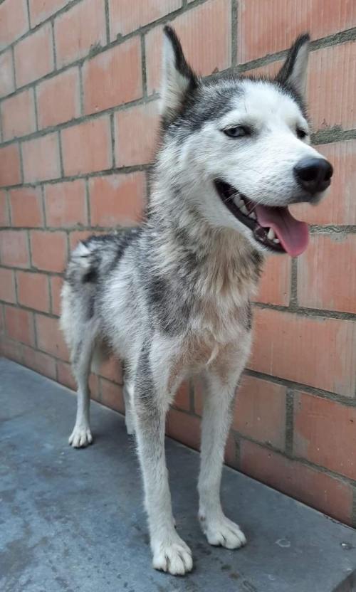 ლაიკა ჯავახეთის ქუჩა