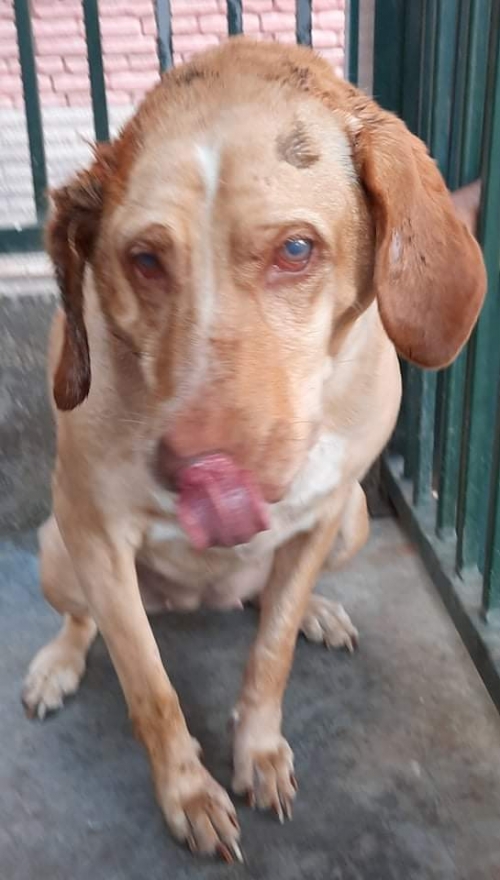 მეტისი აფრიკა ჭიჭინაძეს ქჩ.