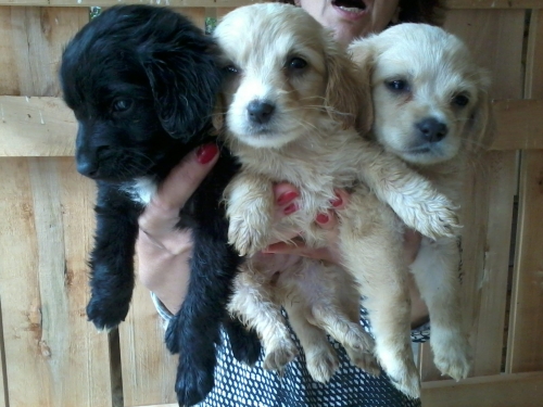 მეტისის ლეკვები