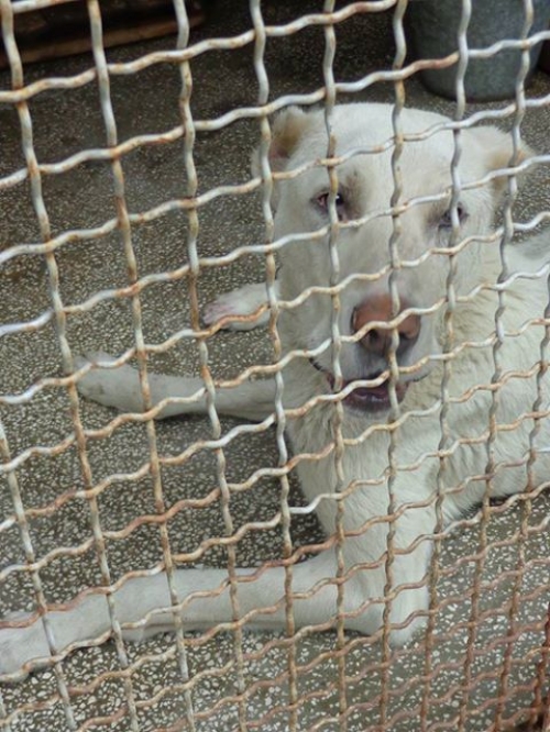 ქართული ნაგაზი უსახელო