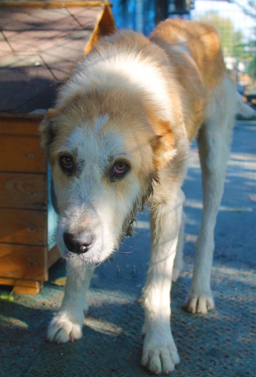 ქართული ქოფაკი უსახელოუსახელო