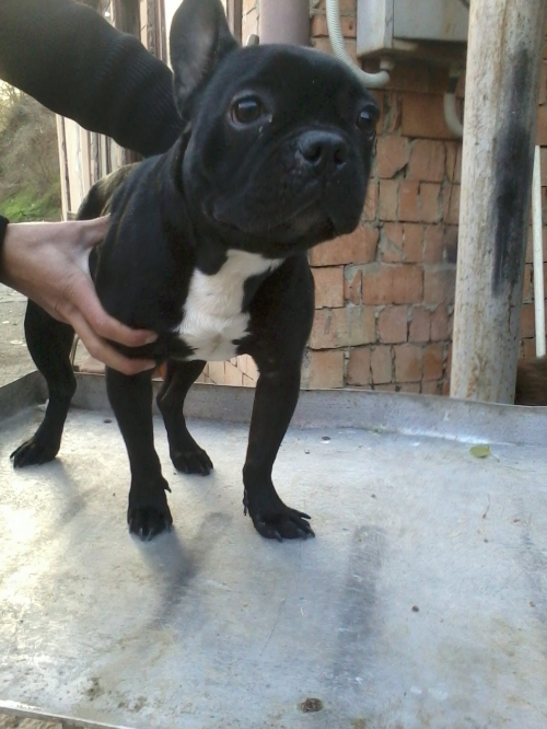 ფრანგული ბულდოგი ზიპო