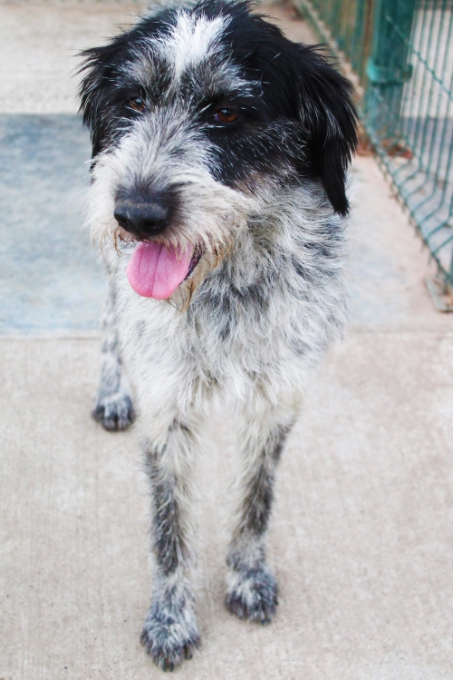 დრათხარი უსახელო