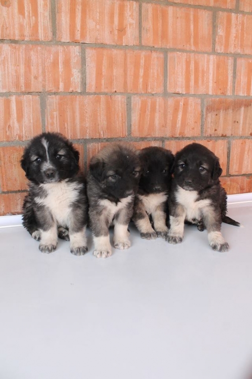 ქართული ქოფაკი უსახელო