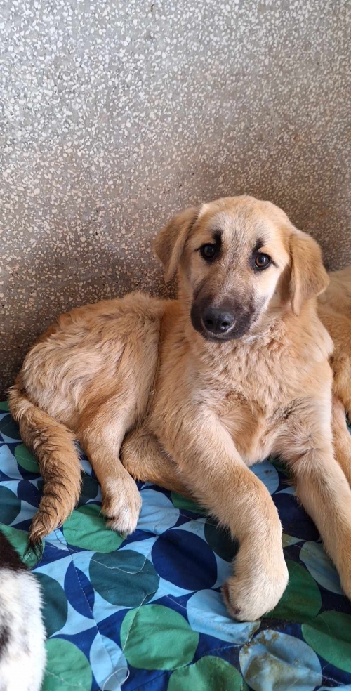 მეტისი ფონიჭალა