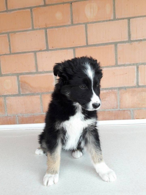 ქართული ქოფაკი უსახელო