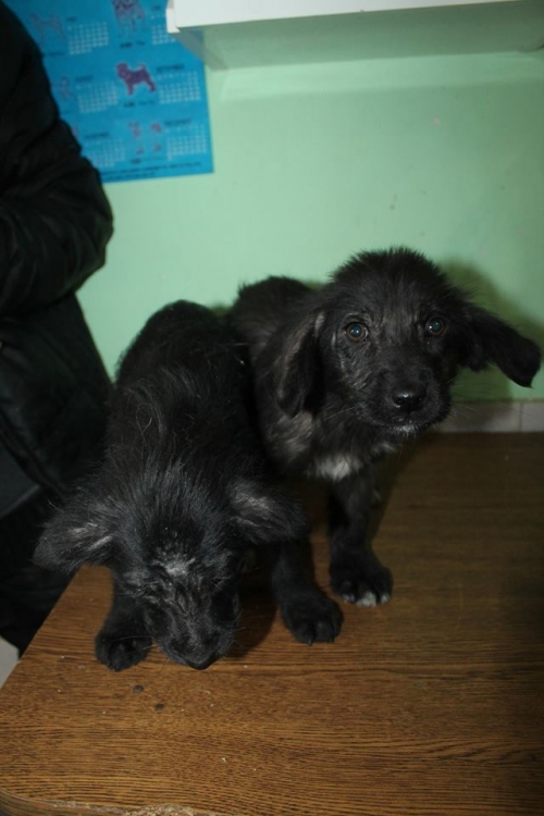 მეტისის ლეკვები უსახელო