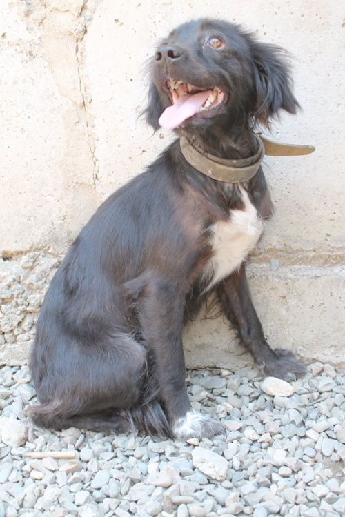 მეტისი მალუ