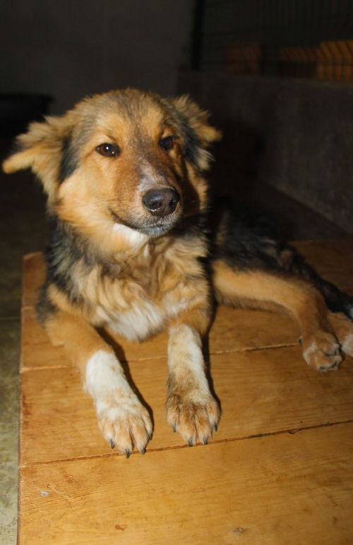 მეტისი უსახელო