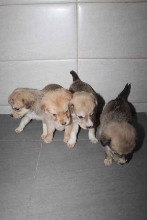 მეტისის ლეკვები უსახელო