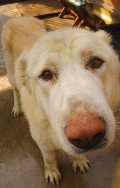 აზიური ნაგაზი უსახელო