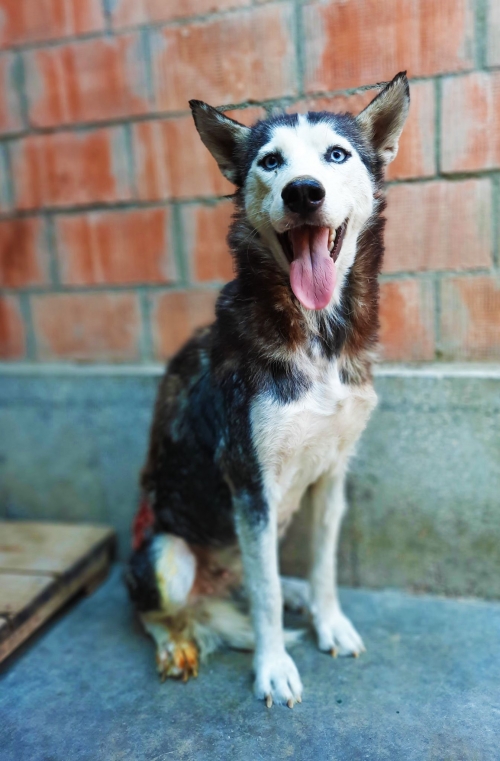 ლაიკა ლაიკა