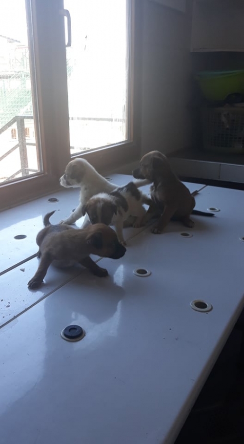 მეტისი უსახელო