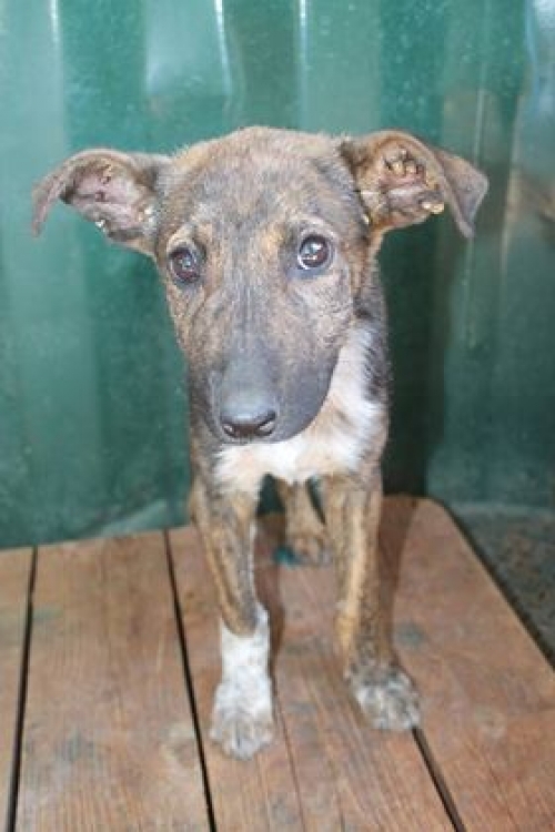 მეტისი უსახელო