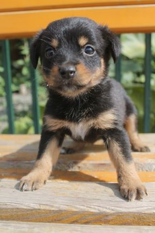 მეტისი უსახელო