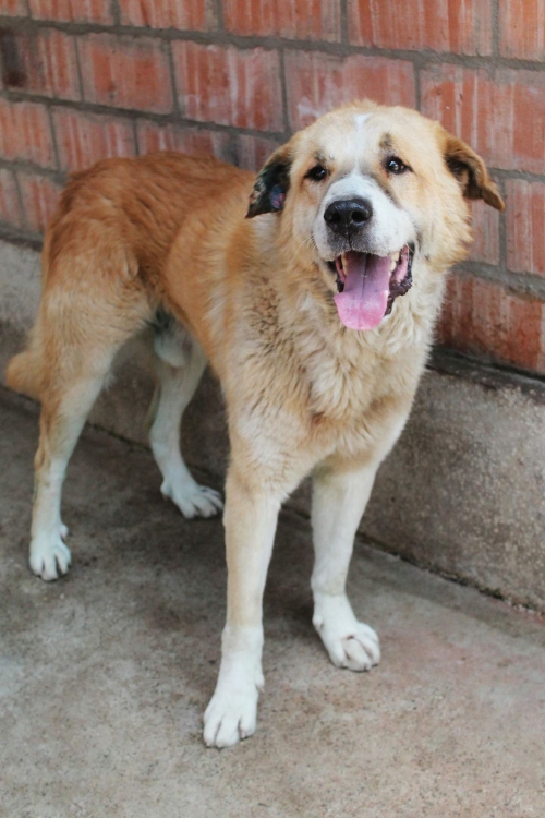 ქართული ქოფაკი უსახელო