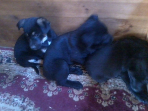 მეტისის ლეკვები უსახელო