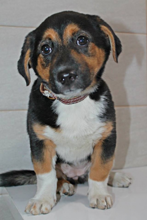 მეტისი უსახელო