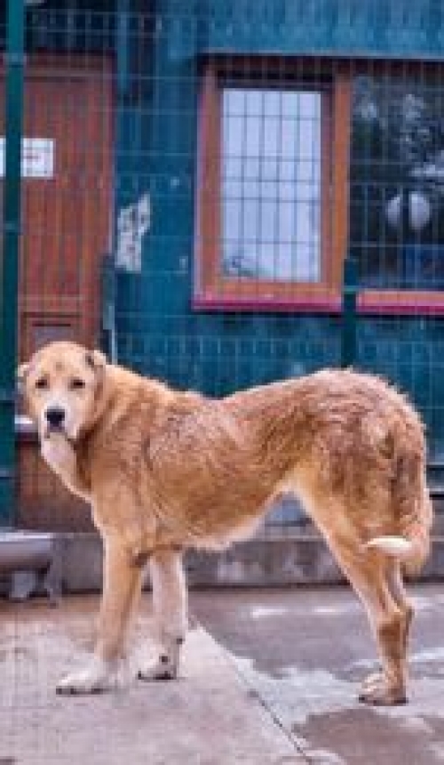 ქართული ნაგაზი გადმოყვანილია მუნიციპალური თავშესაფრიდან