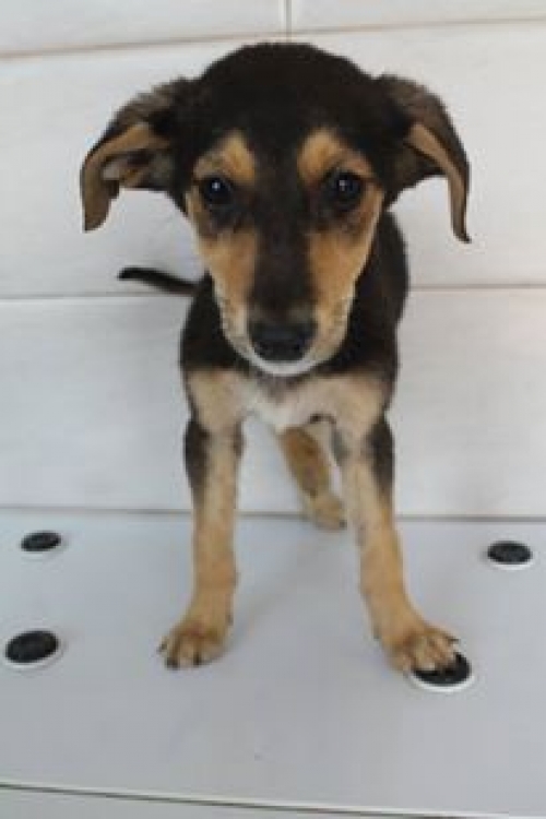 მეტისი უსახელო