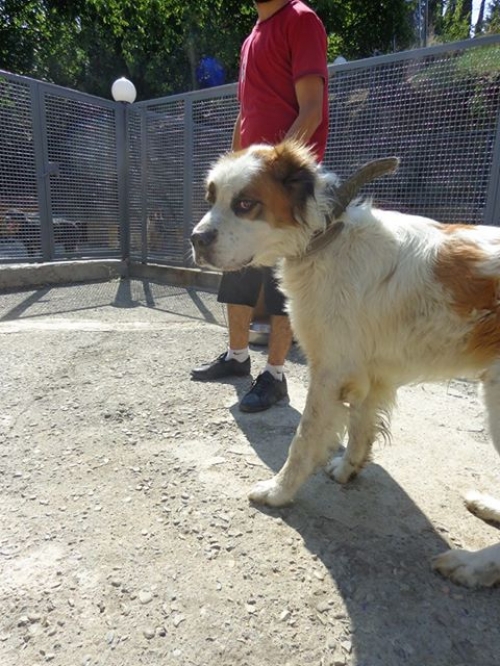 აზიური ნაგაზი ბუჩი